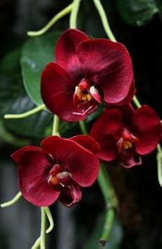 Flower Seeds, Seeds for Planting, Plant Seeds