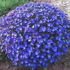 aubrieta perennial flower seeds