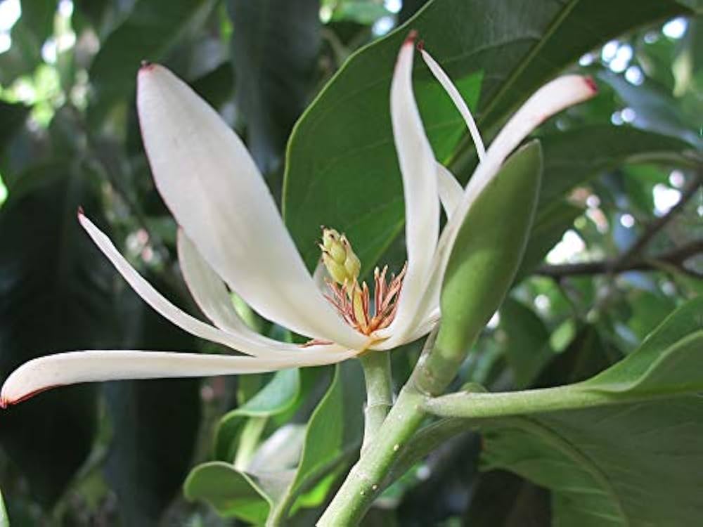 michelia alba flower seeds