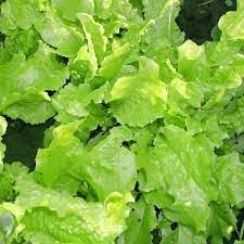 Green Lettuce Seeds