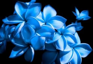 Flower Seeds, Seeds for Planting, Plant Seeds