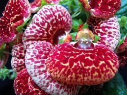 calceolaria flower flower seeds