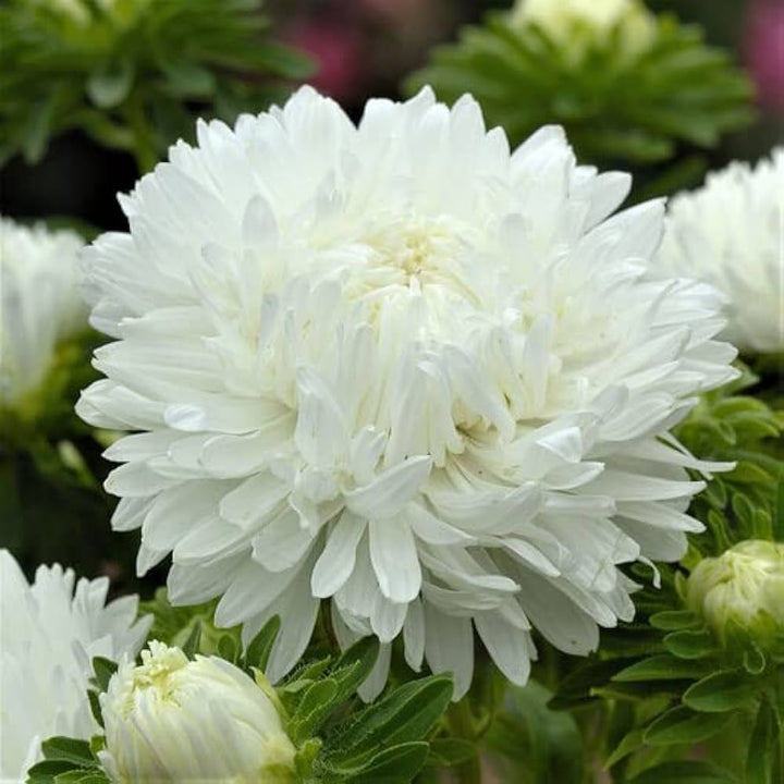 Heirloom Non-GMO Duchess Paeony Aster Flower Seeds for Planting – Full Double Blooms for Garden Displays