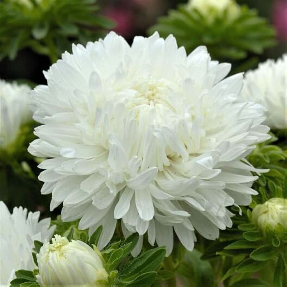 heirloom non flower seeds