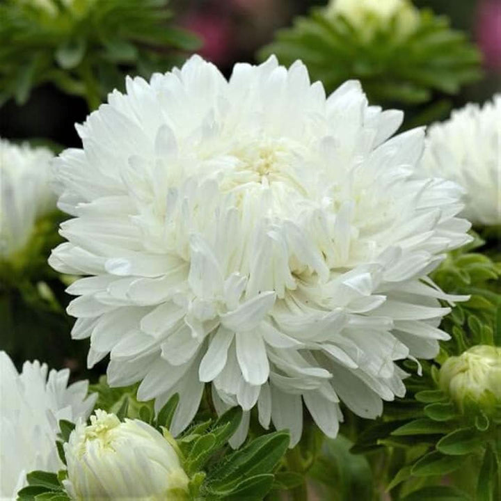 White Peony Paeonia Lactiflora Flower For Elegant Backyard Garden And Seasonal Planting Flower