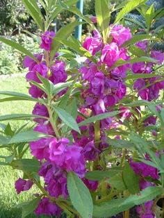 Flower Seeds, Seeds for Planting, Plant Seeds