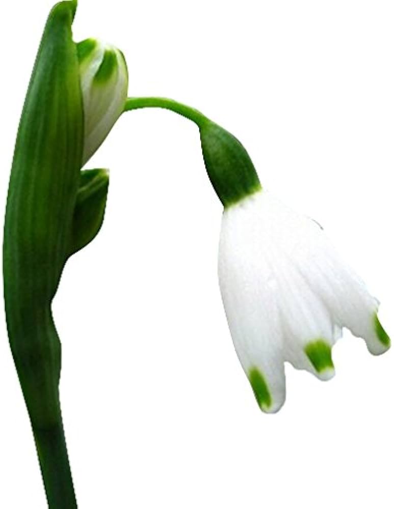 snowdrop flower flower seeds