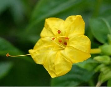 yellow huang flower seeds