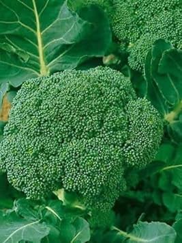 Broccoli Vegetable Seeds for Planting
