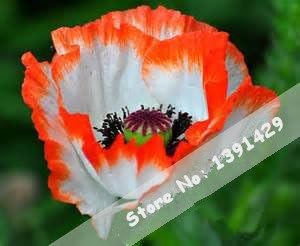 Flower Seeds, Seeds for Planting, Plant Seeds