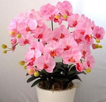 Flower Seeds, Seeds for Planting, Plant Seeds