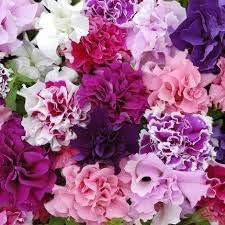 Flower Seeds, Seeds for Planting, Plant Seeds