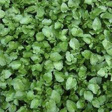 watercress plant flower seeds