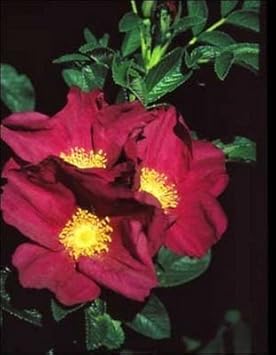 Flower Seeds, Seeds for Planting, Plant Seeds