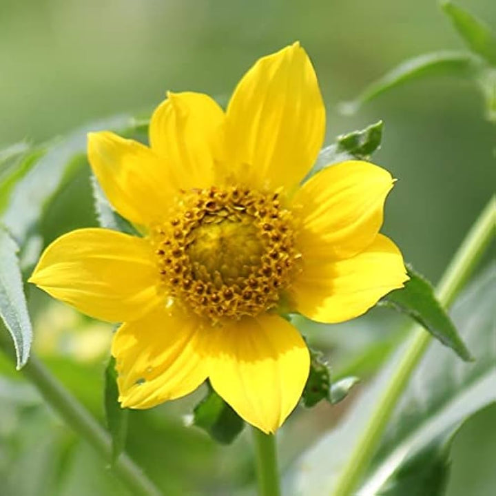 Bidens Cernua Flower Seeds for Planting - 100 pcs