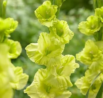 green non flower seeds