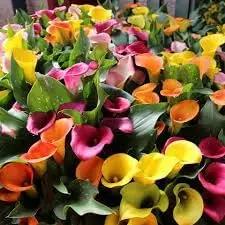 mixed calla flower seeds