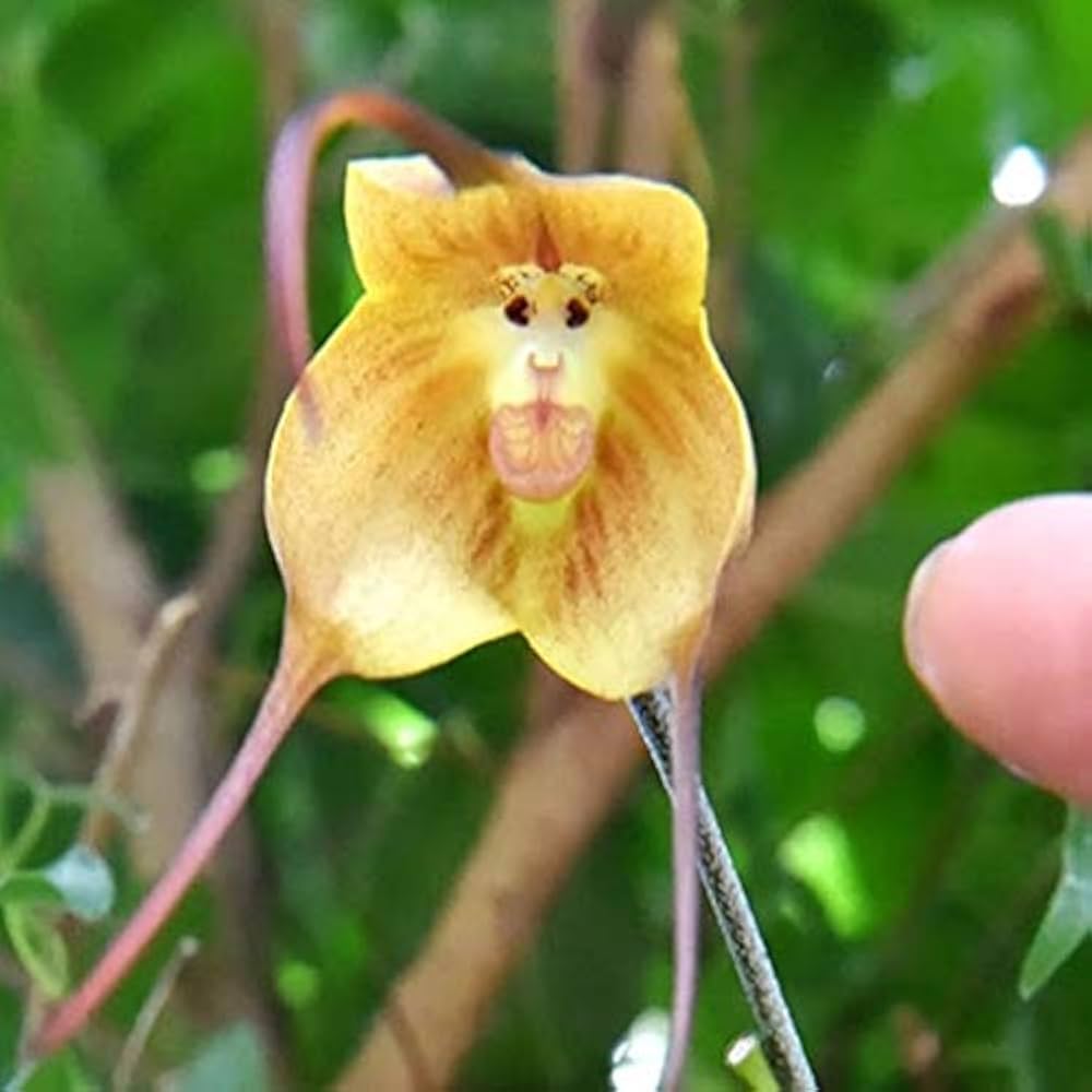 Monkey Orchid Flower Seeds for Planting 100 pcs – Heirloom, Non-GMO, High Germination Tropical Garden Seeds
