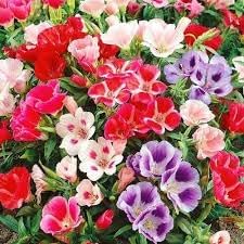 Flower Seeds, Seeds for Planting, Plant Seeds