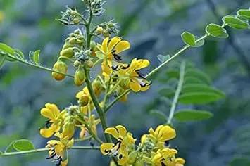 yellow senna flower seeds