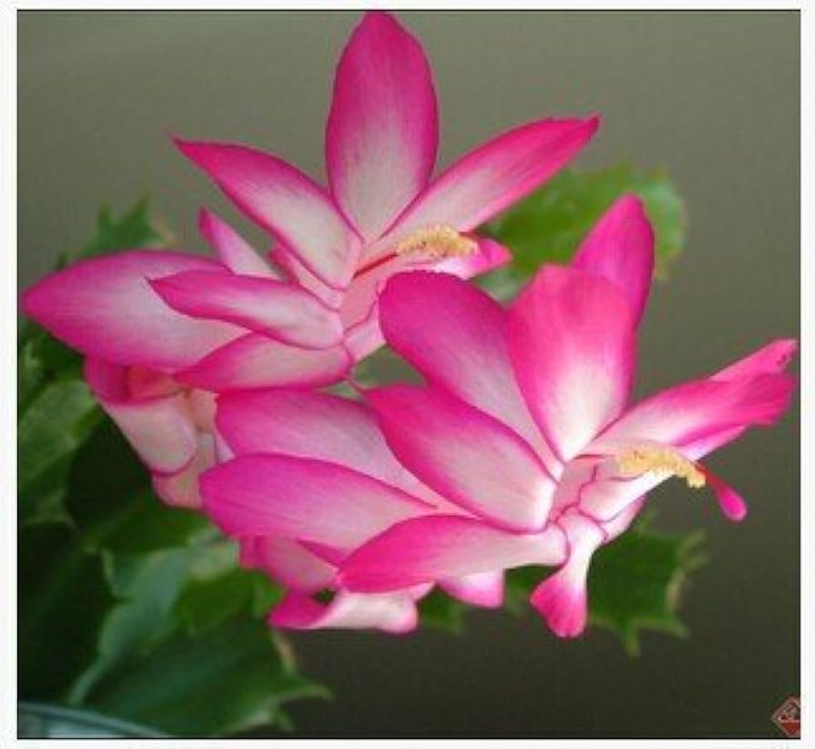 zygocactus schlumbergera flower seeds