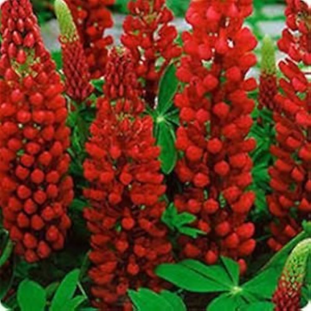 red lupinus flower seeds