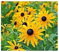 Flower Seeds, Seeds for Planting, Plant Seeds