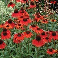 Flower Seeds, Seeds for Planting, Plant Seeds