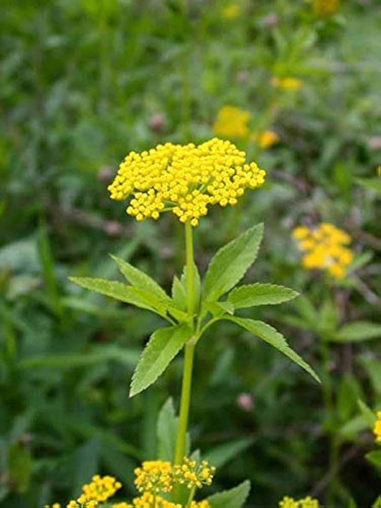 golden alexander flower seeds