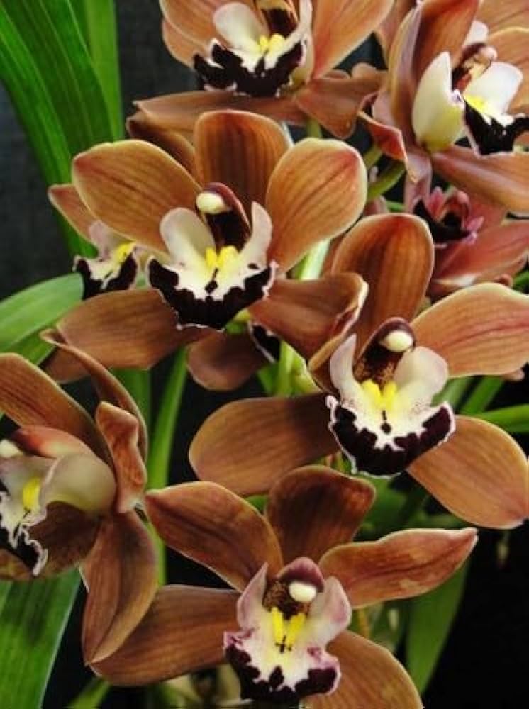 Brown Phalaenopsis Orchid Flower Seeds - 100 pcs