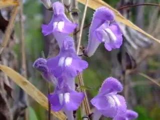 blue skullcap flower seeds