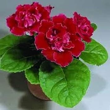 Flower Seeds, Seeds for Planting, Plant Seeds