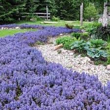 heirloom non flower seeds
