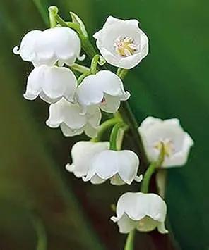 polka dot flower seeds