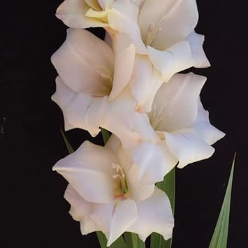 Flower Seeds, Seeds for Planting, Plant Seeds