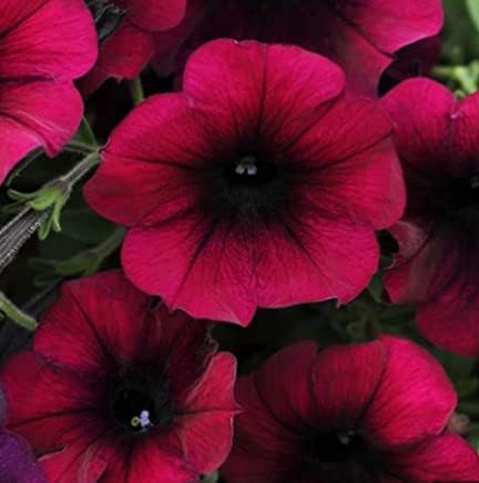 Bourgogne petunia blomsterfrø til haven - 100 stk