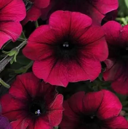 burgundy petunia flower seeds