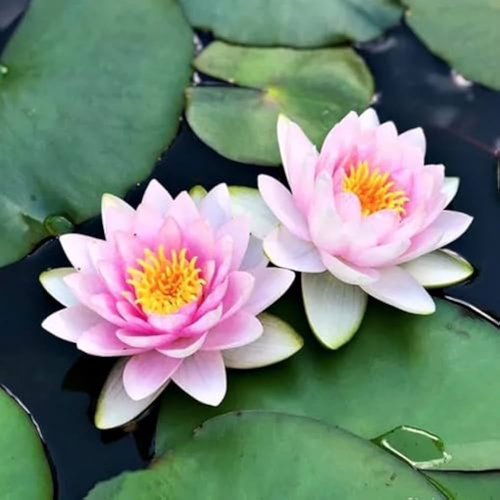lily mixed flower seeds