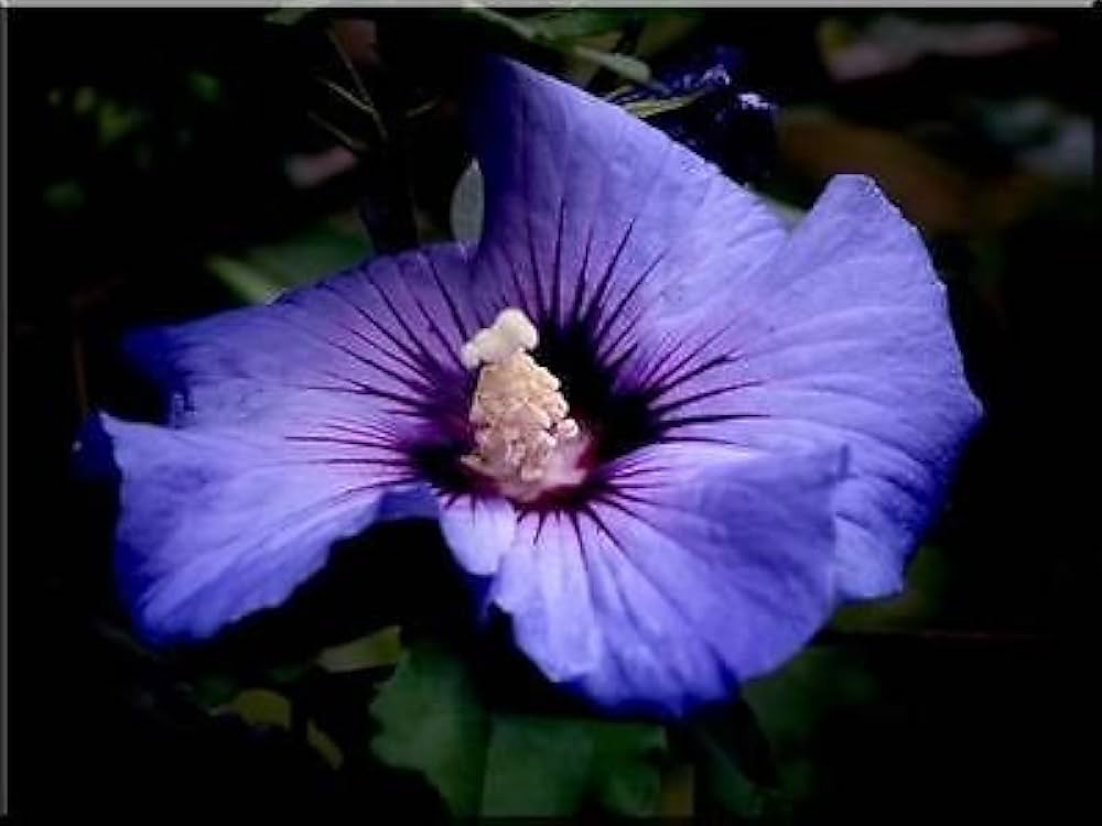 double rose flower seeds