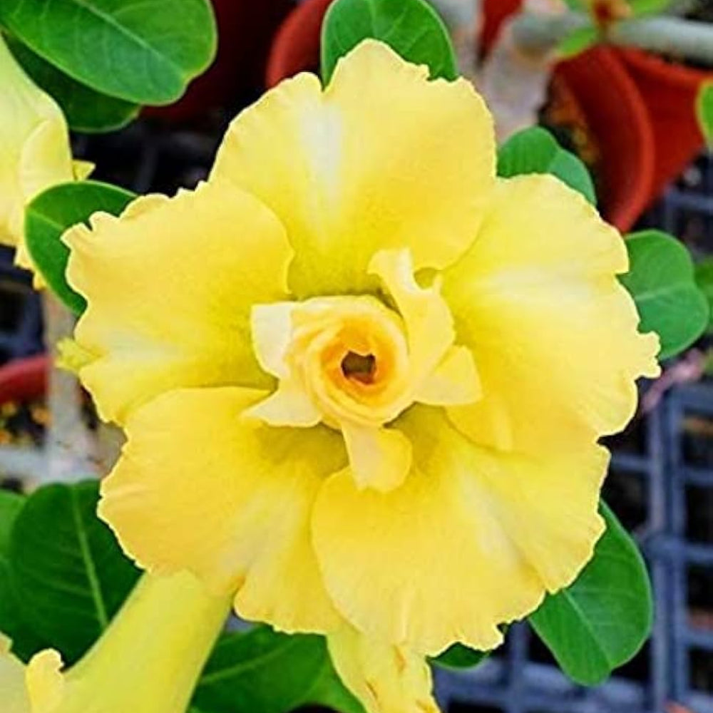 yellow happy flower seeds