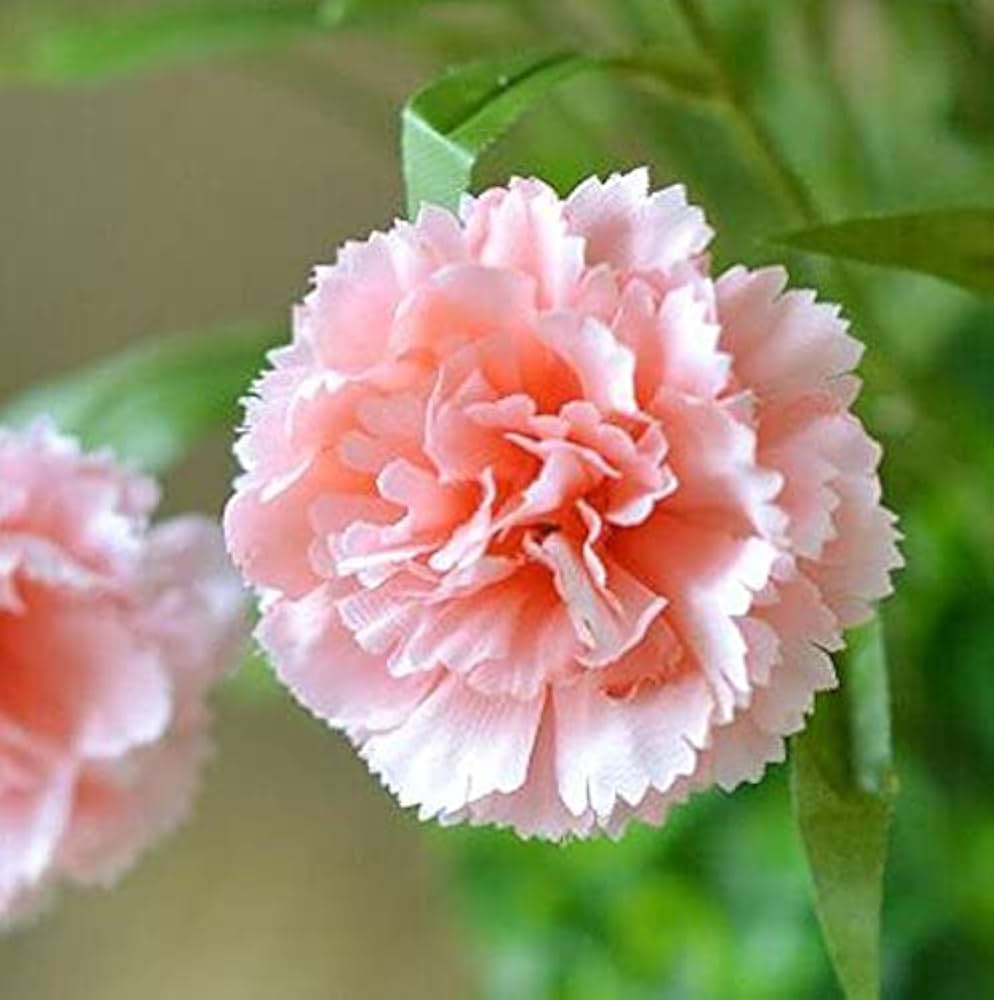 Baby Pink Carnation Flower Seeds for Planting 100 pcs