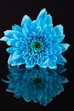 blue organic flower seeds