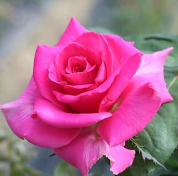 Flower Seeds, Seeds for Planting, Plant Seeds