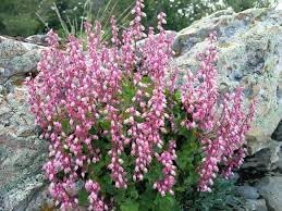 Flower Seeds, Seeds for Planting, Plant Seeds