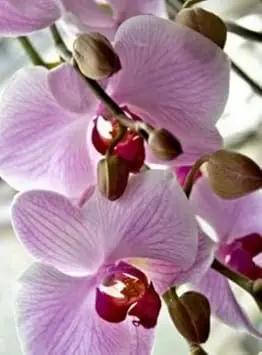white violet flower seeds