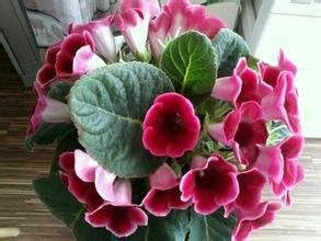 pink gloxinia flower seeds