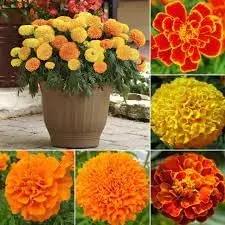 marigold flower flower seeds