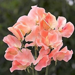 Flower Seeds, Seeds for Planting, Plant Seeds