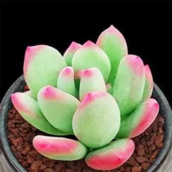 lithops succulent flower seeds