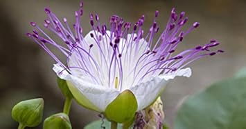 white caper flower seeds